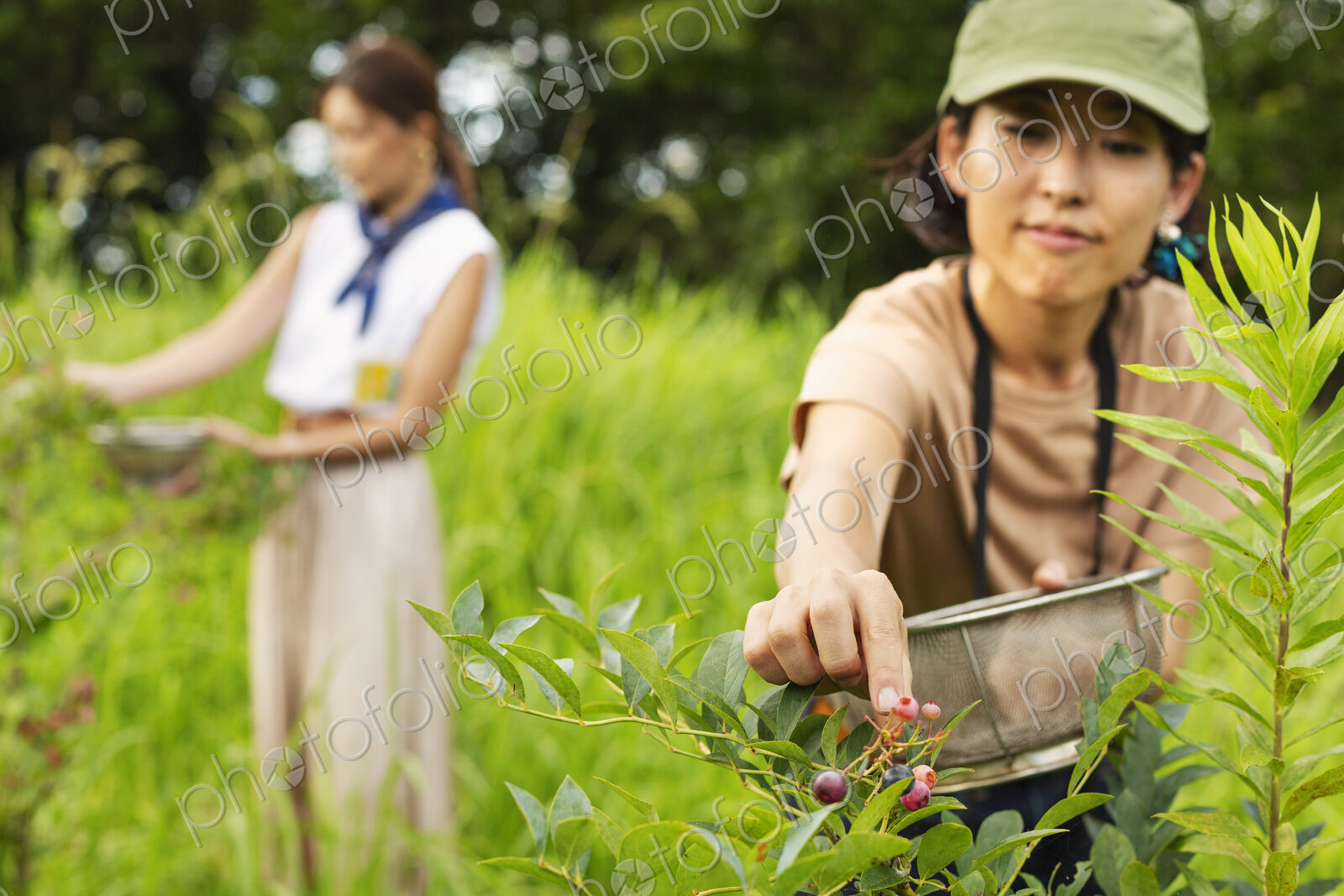Two Japanese women picking berries in a field.