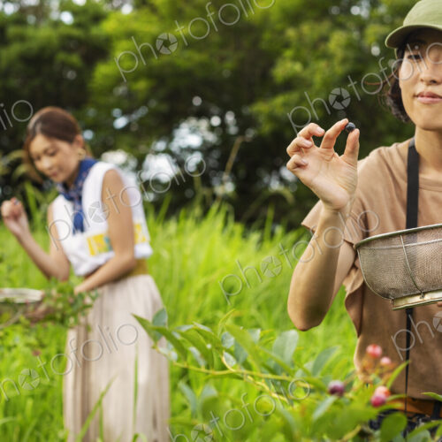 Two Japanese women picking berries in a field. Two Japanese women picking berries in a field.
