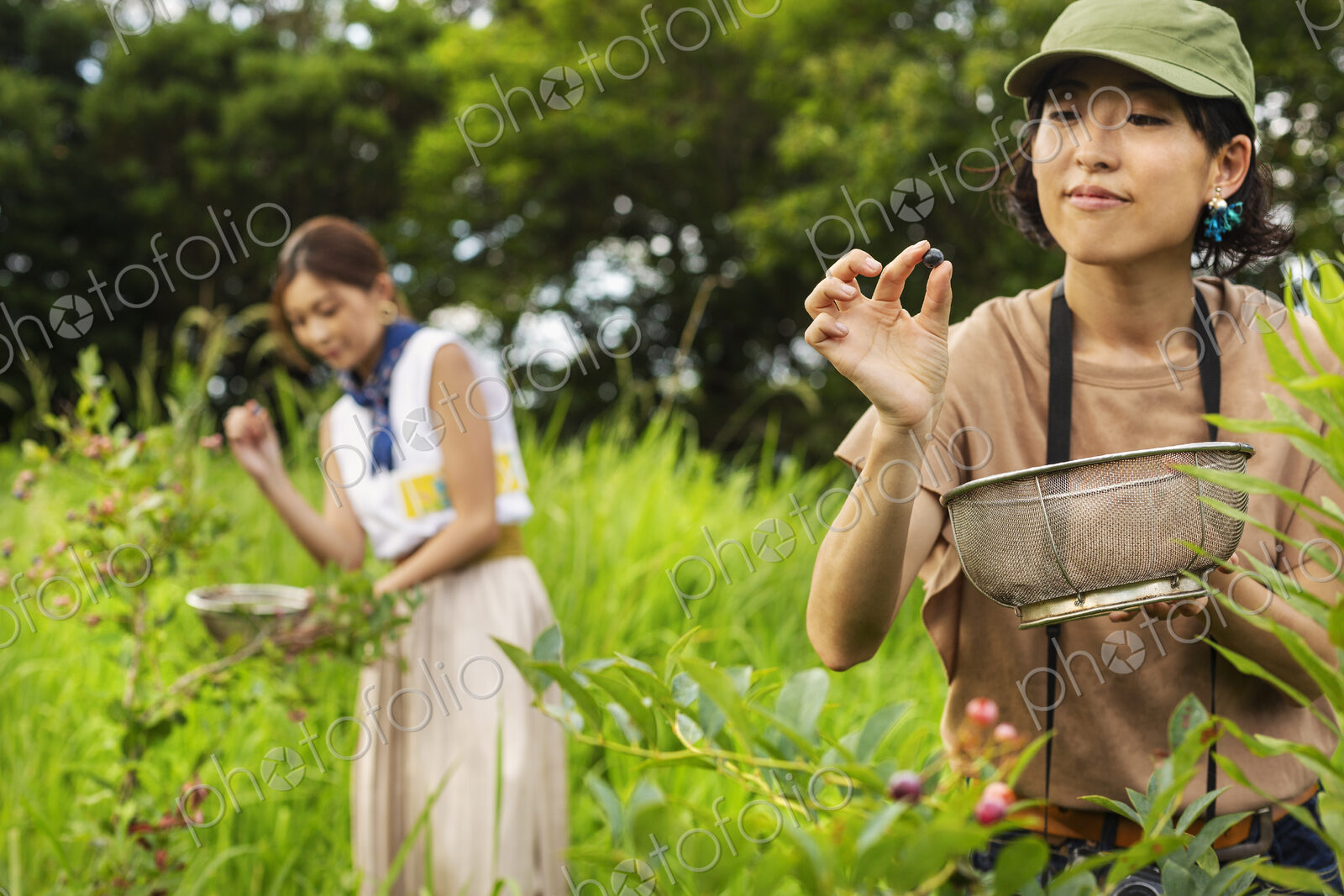 Two Japanese women picking berries in a field.