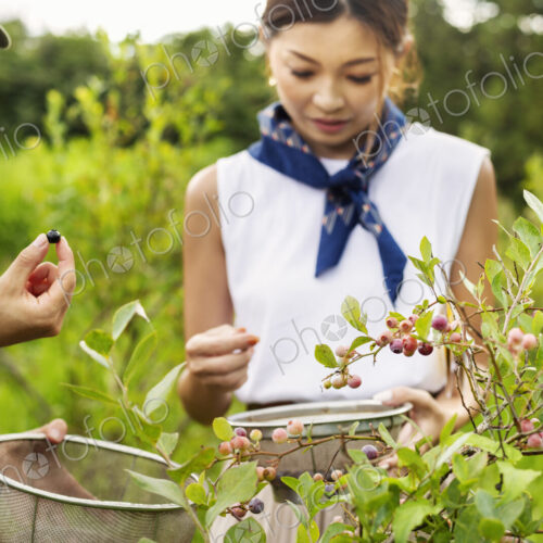 Two Japanese women picking berries in a field. Two Japanese women picking berries in a field.