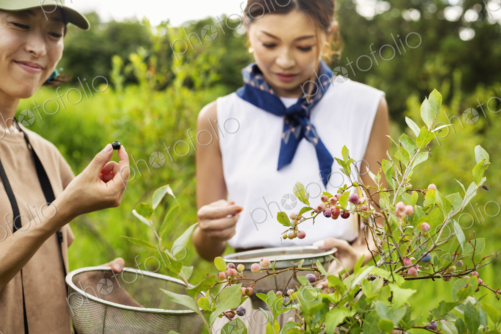 Two Japanese women picking berries in a field.