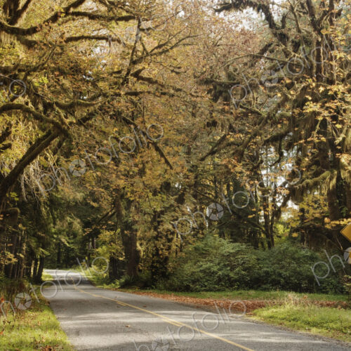 Two Lane Road Passing Under Trees Two Lane Road Passing Under Trees