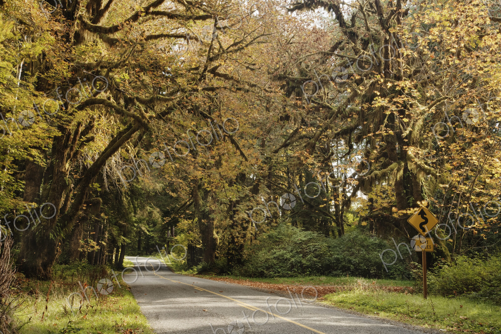 Two Lane Road Passing Under Trees
