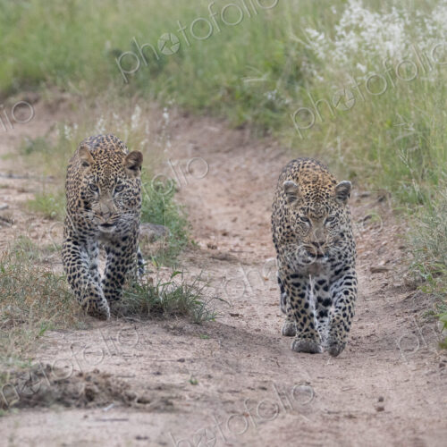Two Leopards, Panthera pardus, Adult & Young Male. walking directly towards the camera… Two Leopards, Panthera pardus, Adult & Young Male. walking directly towards the camera…