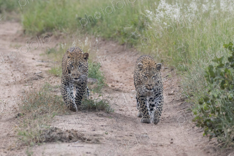 Two Leopards, Panthera pardus, Adult & Young Male. walking directly towards the camera…
