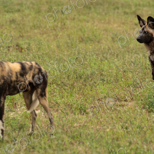 Two Wild Dogs, Lycaon pictus, standing in grass. Two Wild Dogs, Lycaon pictus, standing in grass.