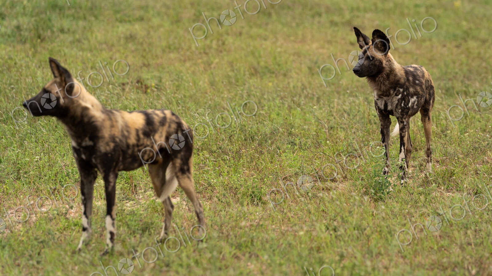 Two Wild Dogs, Lycaon pictus, standing in grass.