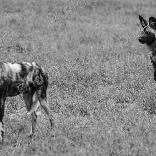 Two Wild Dogs, Lycaon pictus, standing in grass, in black and white. Two Wild Dogs, Lycaon pictus, standing in grass, in black and white.