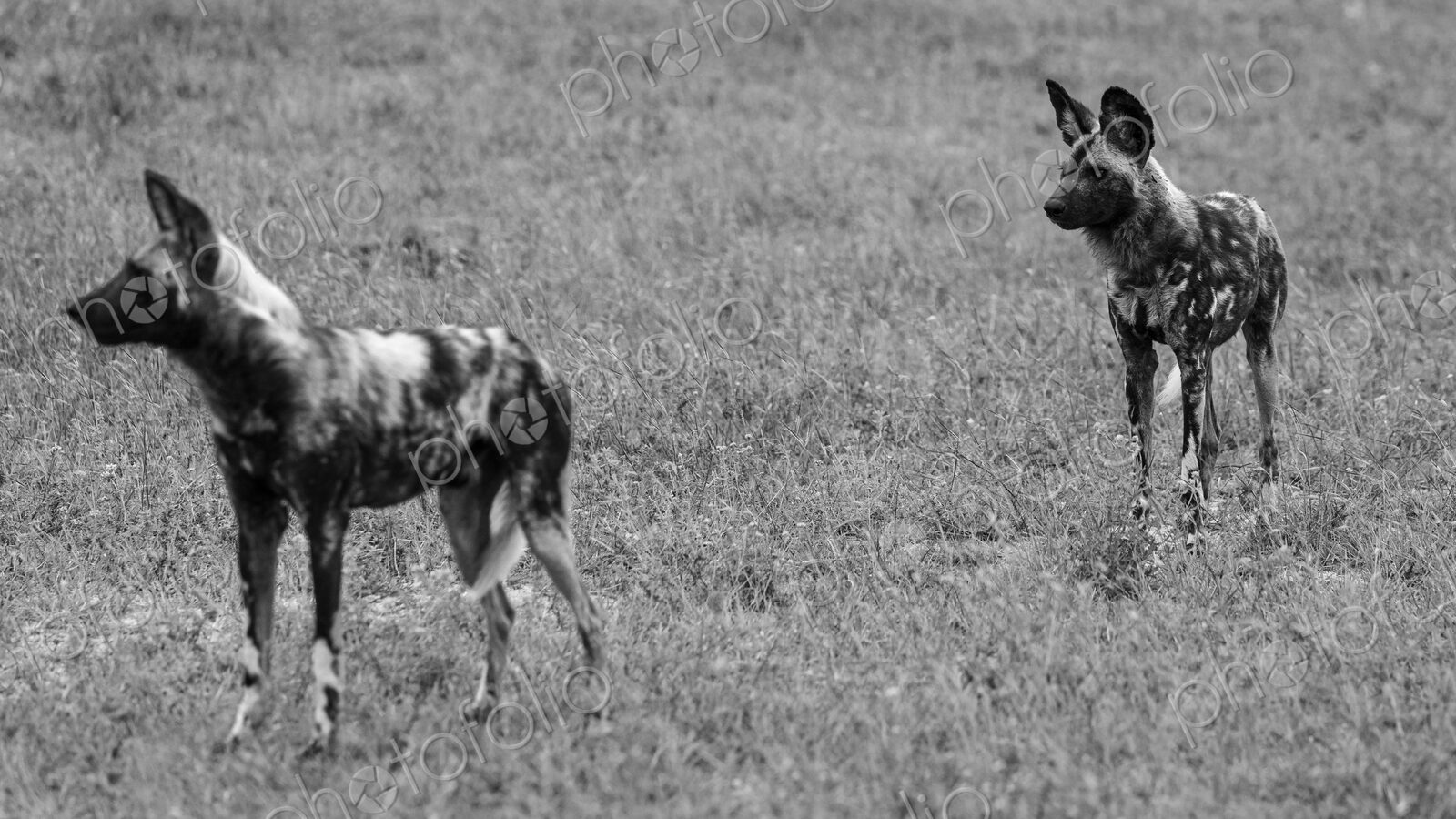 Two Wild Dogs, Lycaon pictus, standing in grass, in black and white.