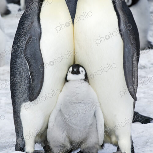 Two adult Emperor penguins and a baby chick nestling between them. Two adult Emperor penguins and a baby chick nestling between them.