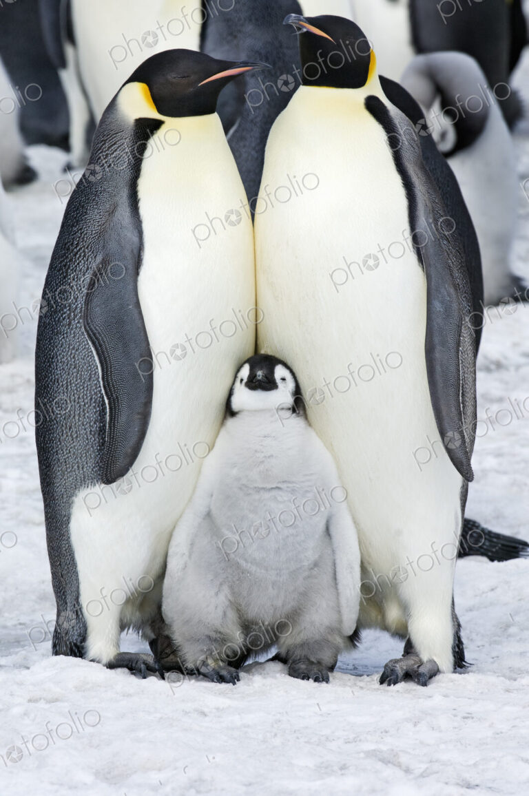 Two adult Emperor penguins and a baby chick nestling between them.