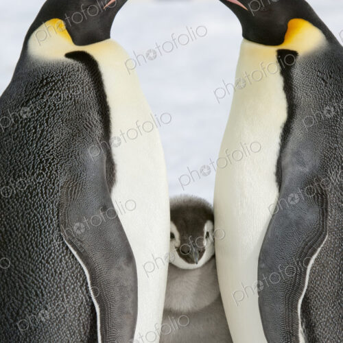 Two adult Emperor penguins and a baby chick nestling between them. Two adult Emperor penguins and a baby chick nestling between them.