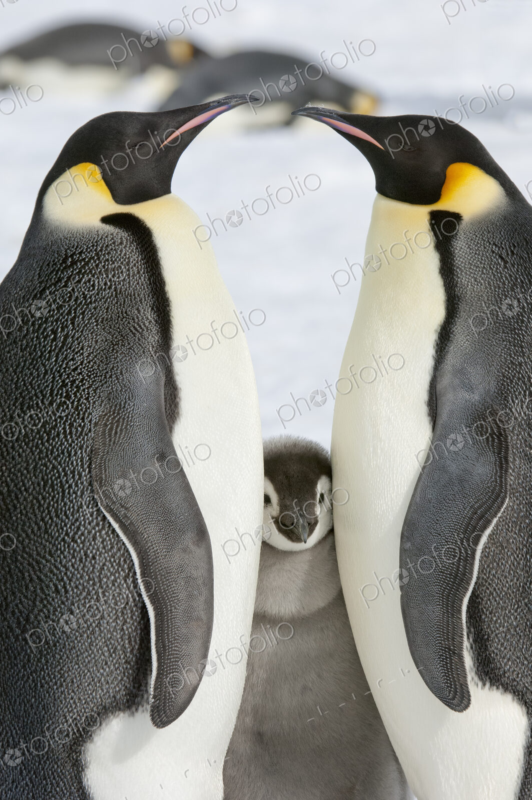 Two adult Emperor penguins and a baby chick nestling between them.