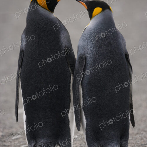 Two adult King Penguins, standing side by side, beak to beak on South Georgia Island