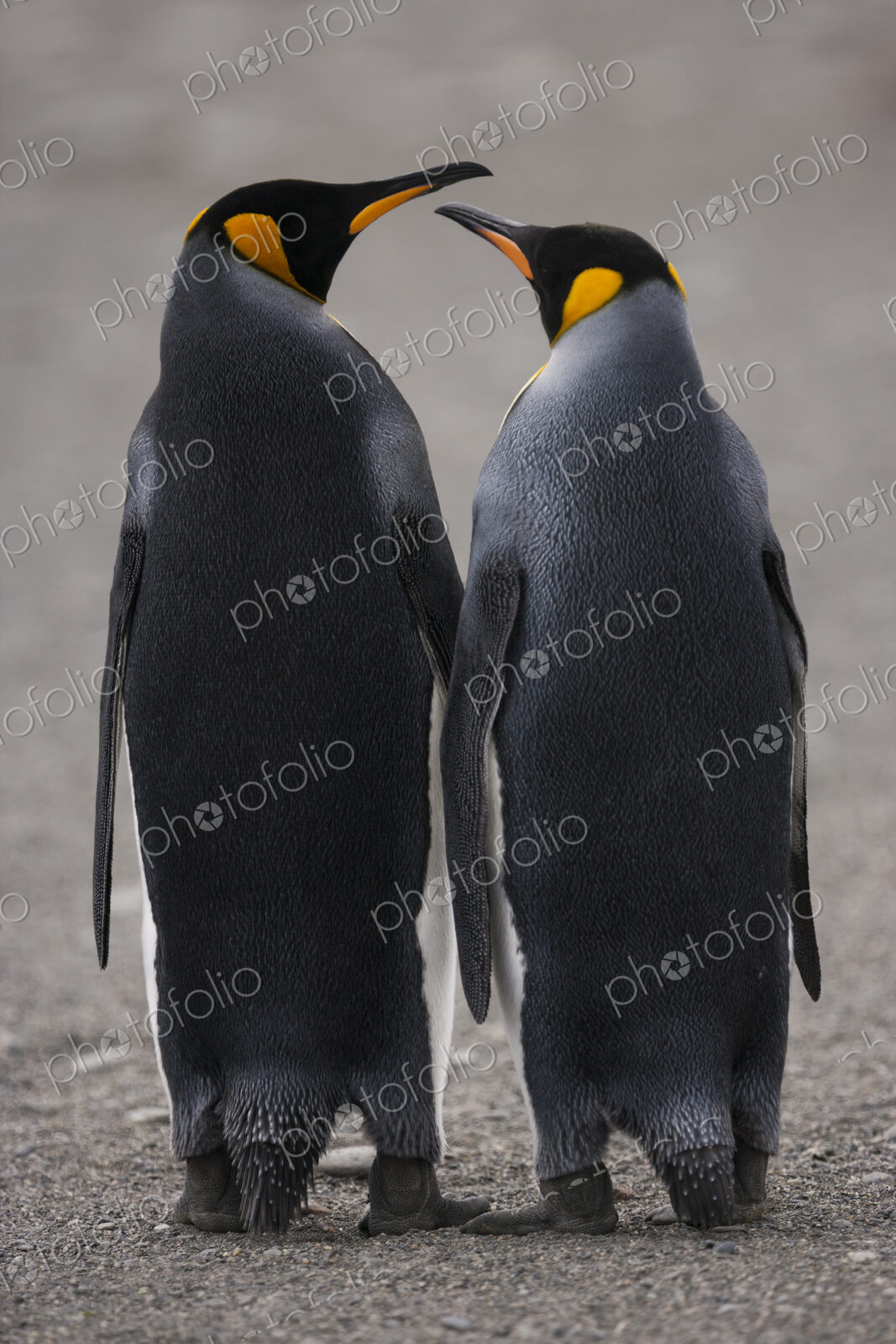 Two adult King Penguins, standing side by side, beak to beak on South Georgia Island