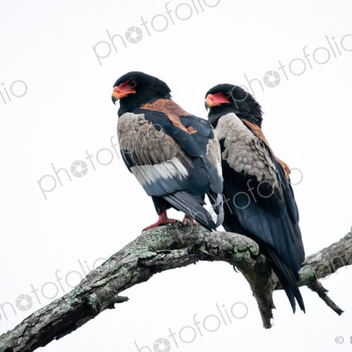 Two bateleurs, Terathopius ecaudatus, perch together on a branch. Two bateleurs, Terathopius ecaudatus, perch together on a branch.