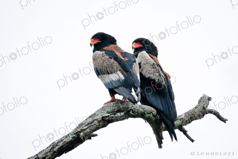 Two bateleurs, Terathopius ecaudatus, perch together on a branch.