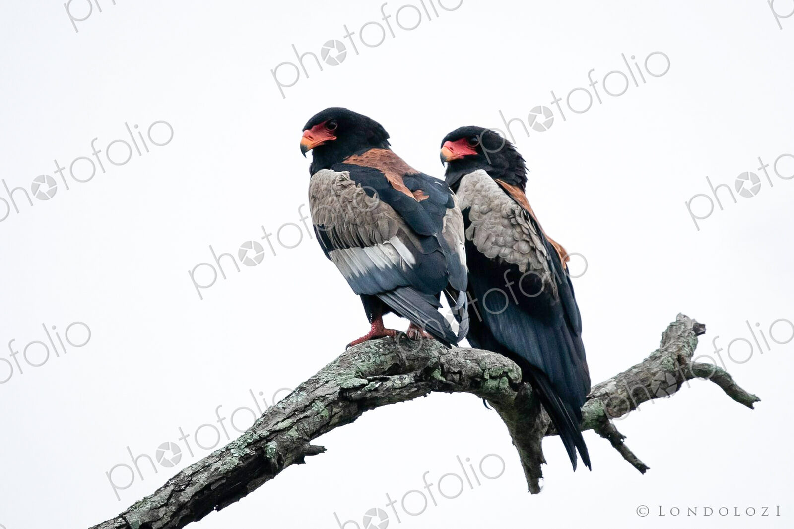 Two bateleurs, Terathopius ecaudatus, perch together on a branch.