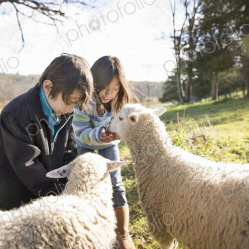Two children at an animal sanctuary, in a paddock feeding two sheep. Two children at an animal sanctuary, in a paddock feeding two sheep.
