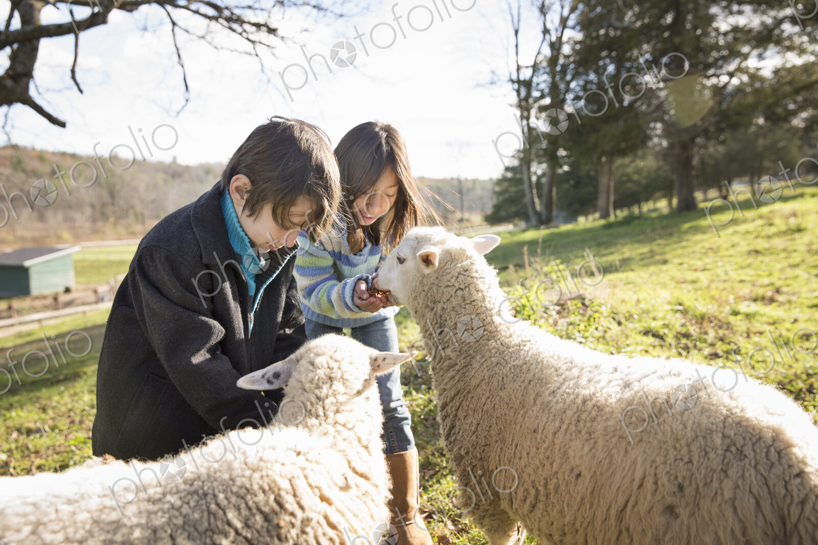 Two children at an animal sanctuary, in a paddock feeding two sheep.