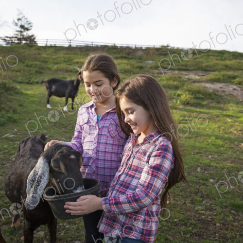Two children, young girls, in the goat enclosure at an animal sanctuary. Two children, young girls, in the goat enclosure at an animal sanctuary.