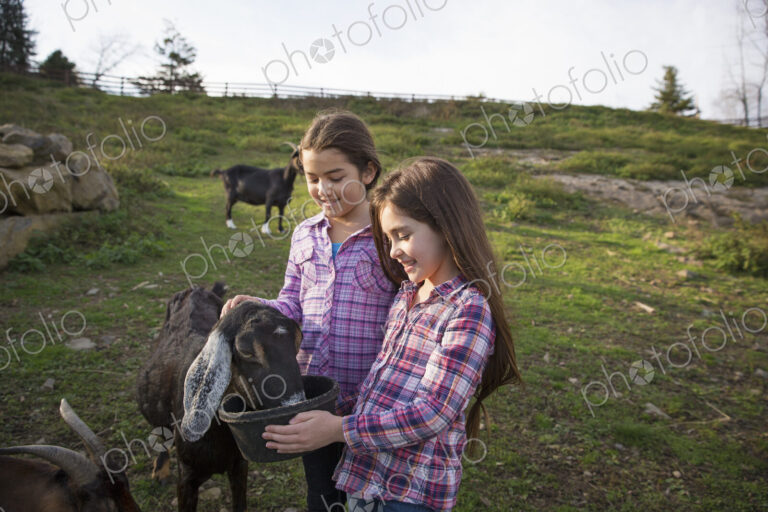 Two children, young girls, in the goat enclosure at an animal sanctuary.