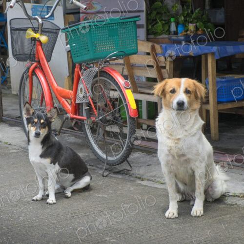 Two dogs waiting on sidewalk outside store with bicycle. Two dogs waiting on sidewalk outside store with bicycle.