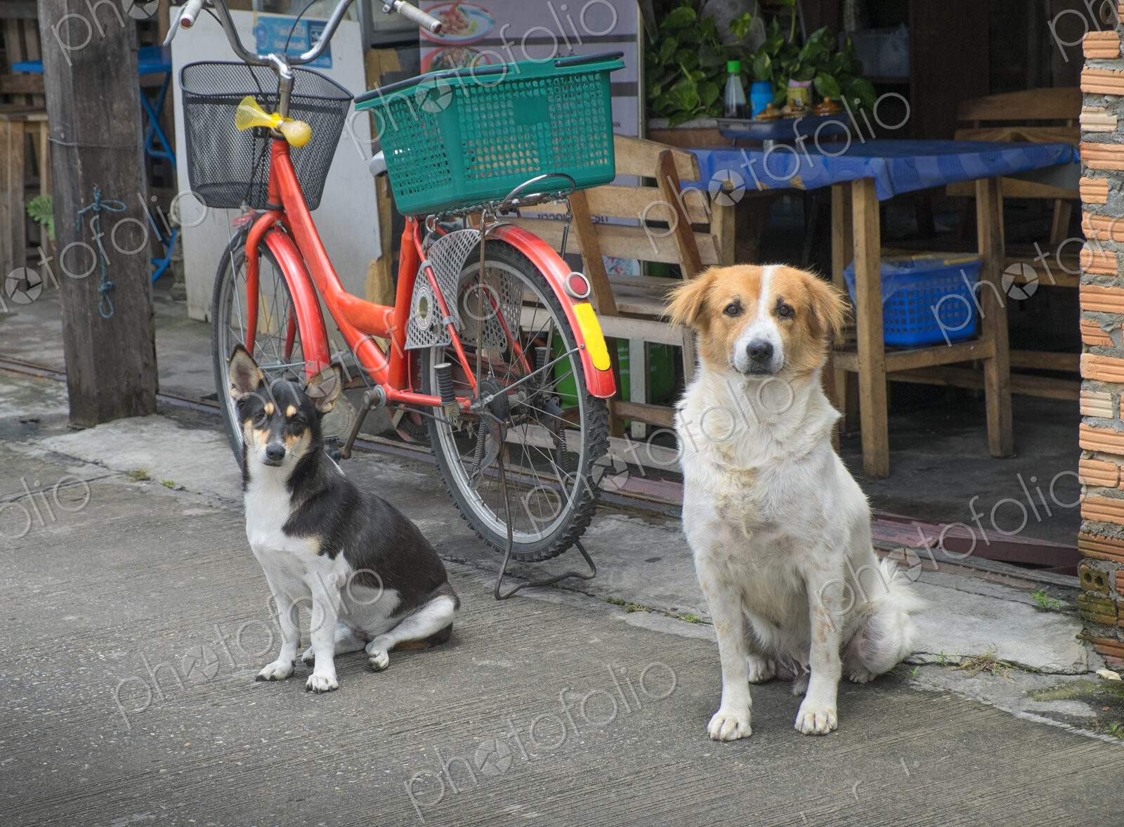 Two dogs waiting on sidewalk outside store with bicycle.