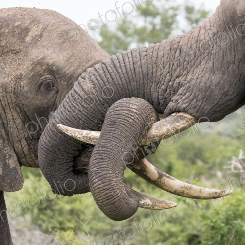 Two elephant, Loxodonta africana, wrap their trunks together play fighting Two elephant, Loxodonta africana, wrap their trunks together play fighting