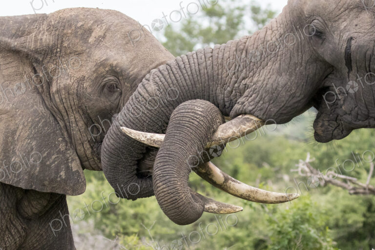 Two elephant, Loxodonta africana, wrap their trunks together play fighting