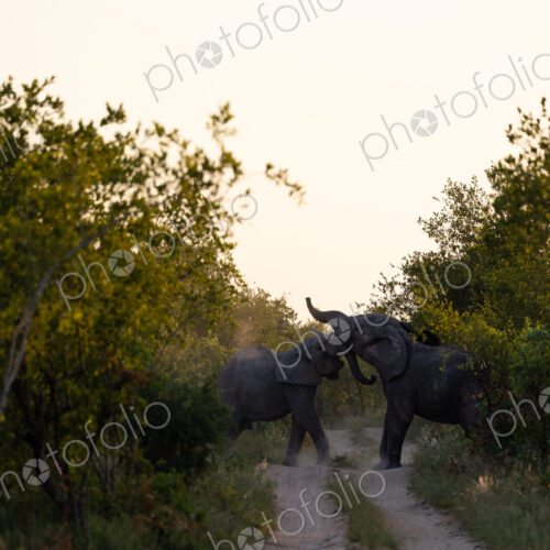 Two elephant bulls, Loxodonta africana, play fighting.