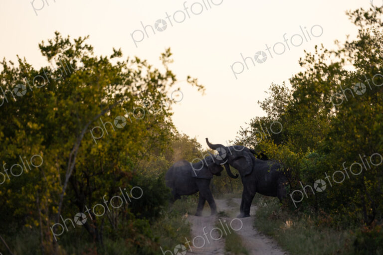 Two elephant bulls, Loxodonta africana, play fighting.