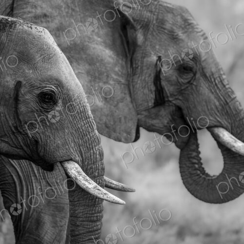 Two elephants, Loxodonta africana, drinking, in black and white. Two elephants, Loxodonta africana, drinking, in black and white.