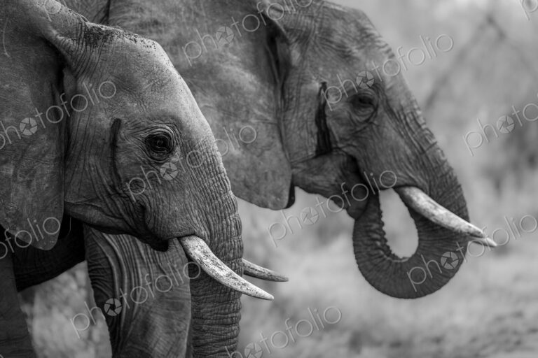 Two elephants, Loxodonta africana, drinking, in black and white.