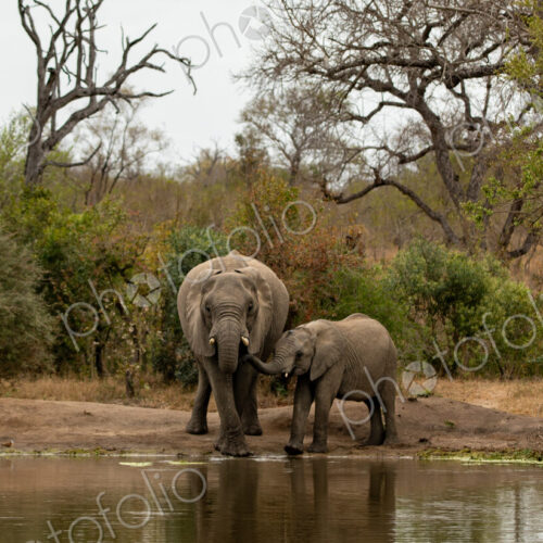Two elephants, Loxodonta africana, drinking water from a dam. Two elephants, Loxodonta africana, drinking water from a dam.