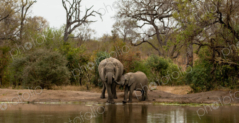 Two elephants, Loxodonta africana, drinking water from a dam.