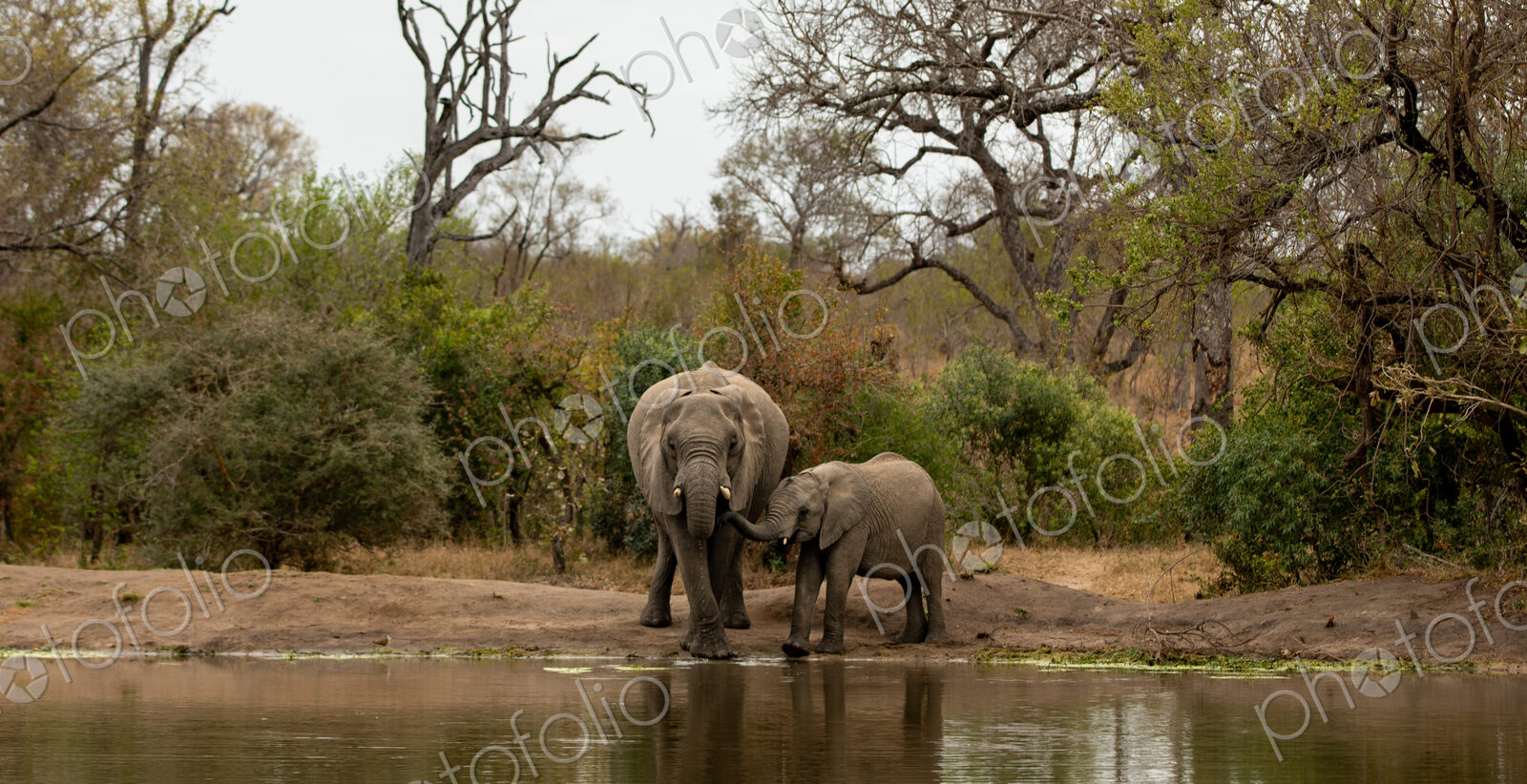 Two elephants, Loxodonta africana, drinking water from a dam.