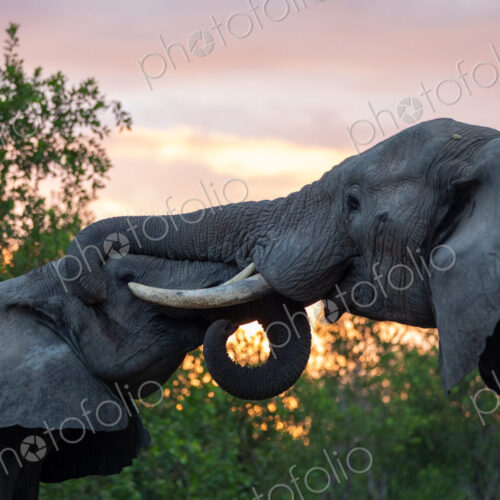 Two elephants, Loxodonta africana, greet each other, with a sunset backdrop. Two elephants, Loxodonta africana, greet each other, with a sunset backdrop.