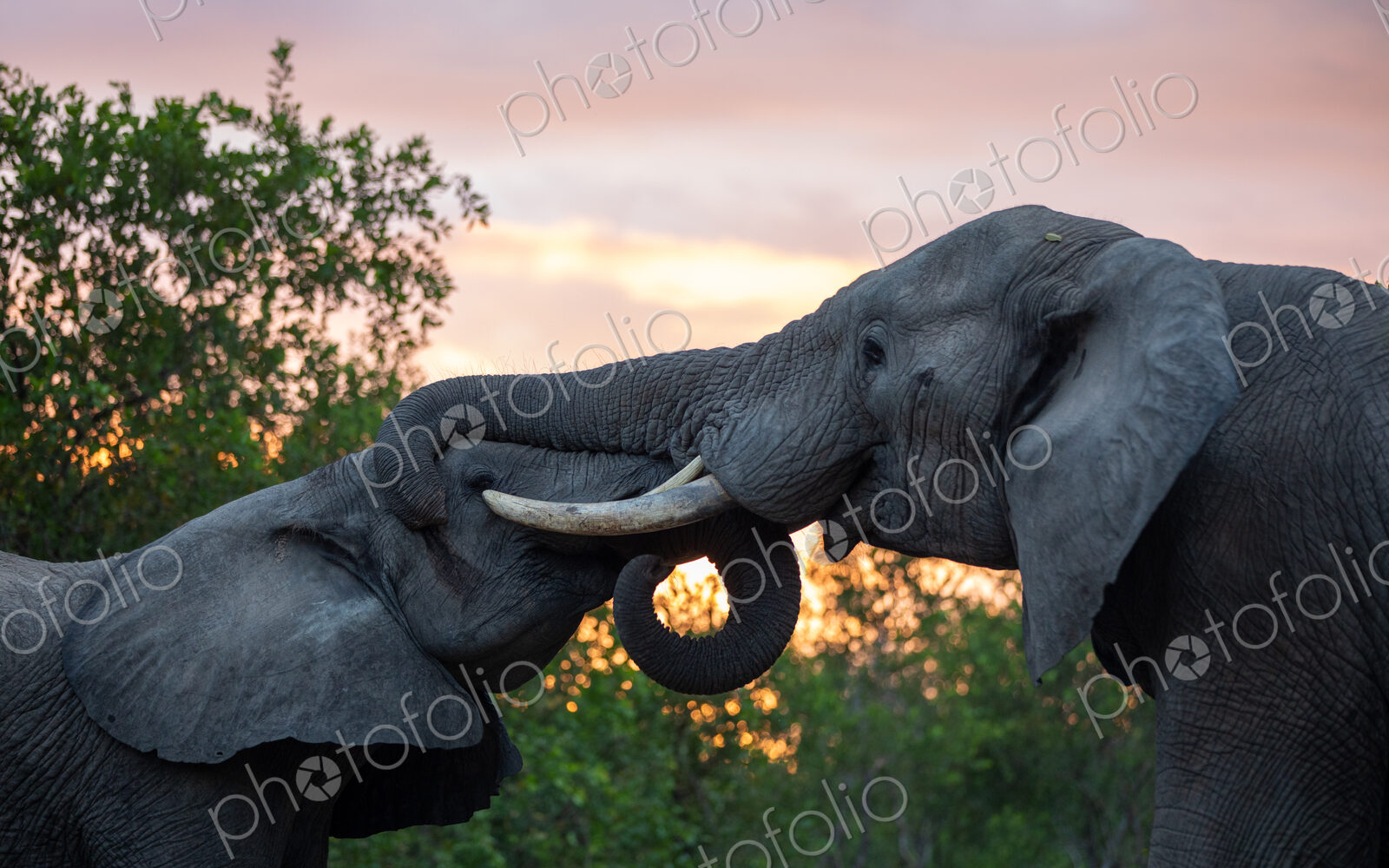 Two elephants, Loxodonta africana, greet each other, with a sunset backdrop.
