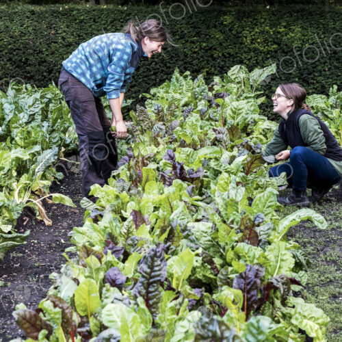 Two female gardeners kneeling in a vegetable bed in a garden, inspecting Swiss chard… Two female gardeners kneeling in a vegetable bed in a garden, inspecting Swiss chard…