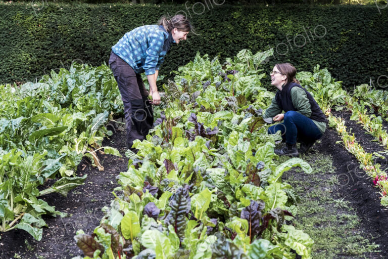 Two female gardeners kneeling in a vegetable bed in a garden, inspecting Swiss chard…