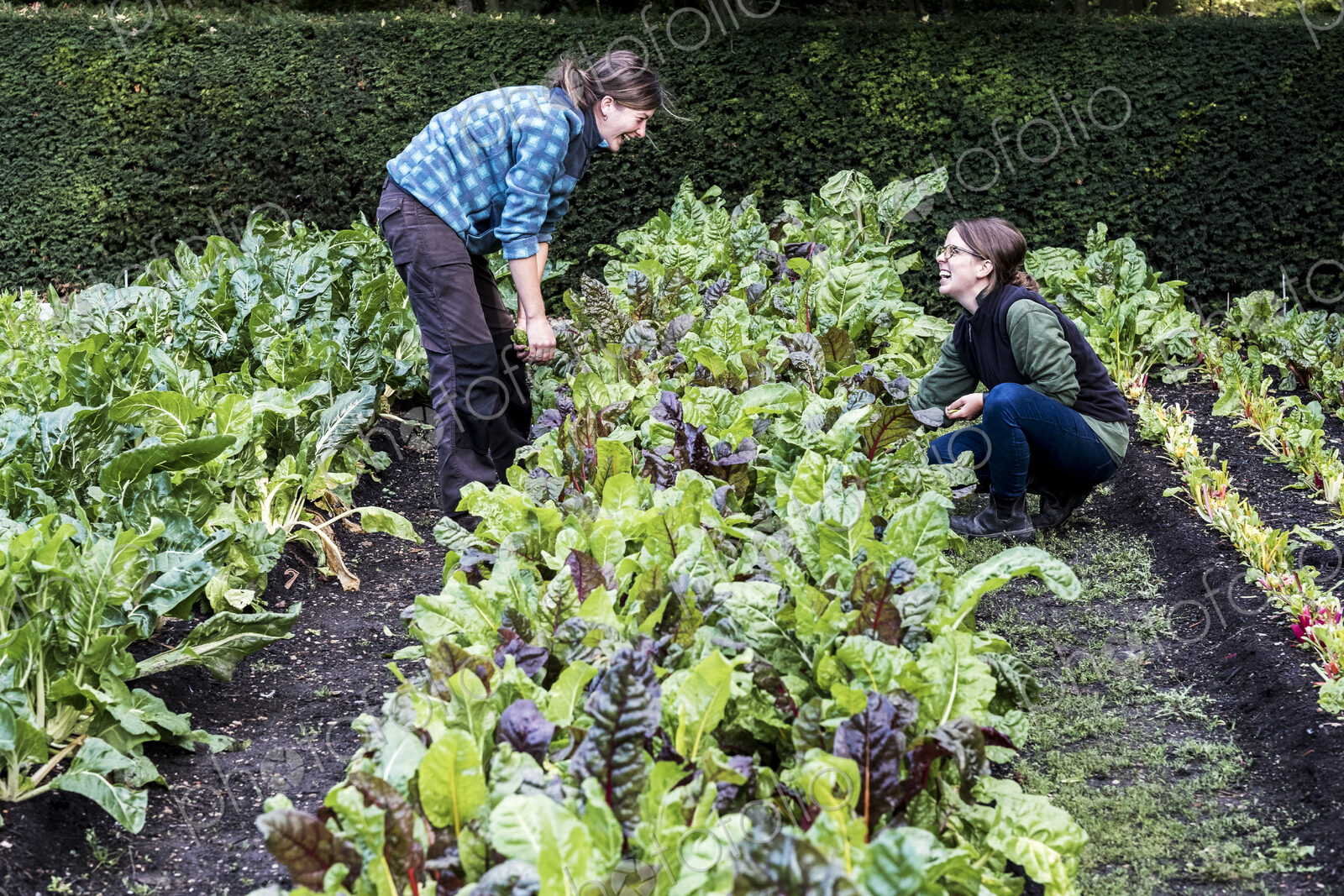 Two female gardeners kneeling in a vegetable bed in a garden, inspecting Swiss chard…