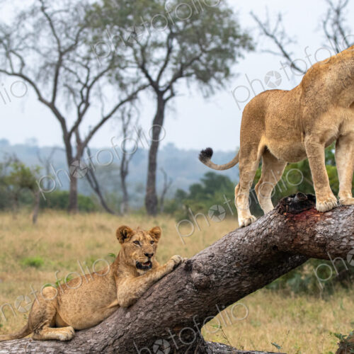 Two female lions, Panthera leo, on a fallen tree. Two female lions, Panthera leo, on a fallen tree.