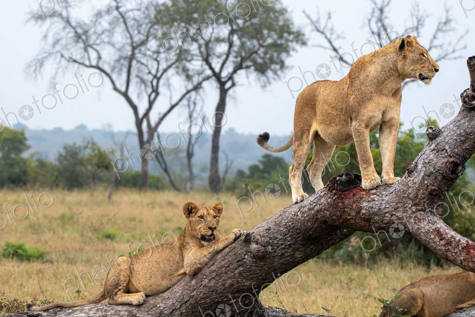 Two female lions, Panthera leo, on a fallen tree.
