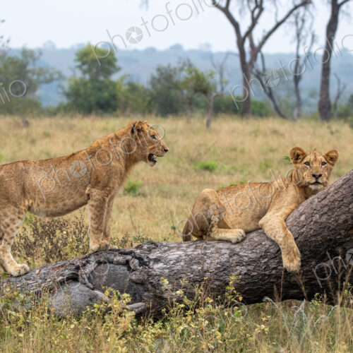 Two female lions, Panthera leo, on a fallen tree. Two female lions, Panthera leo, on a fallen tree.