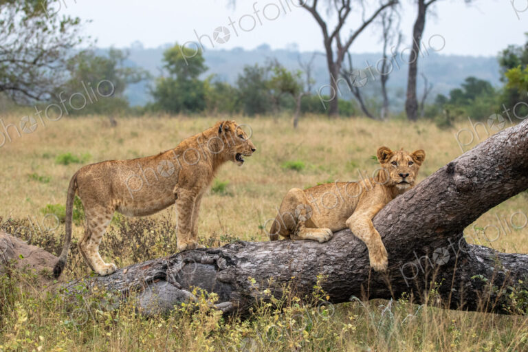 Two female lions, Panthera leo, on a fallen tree.