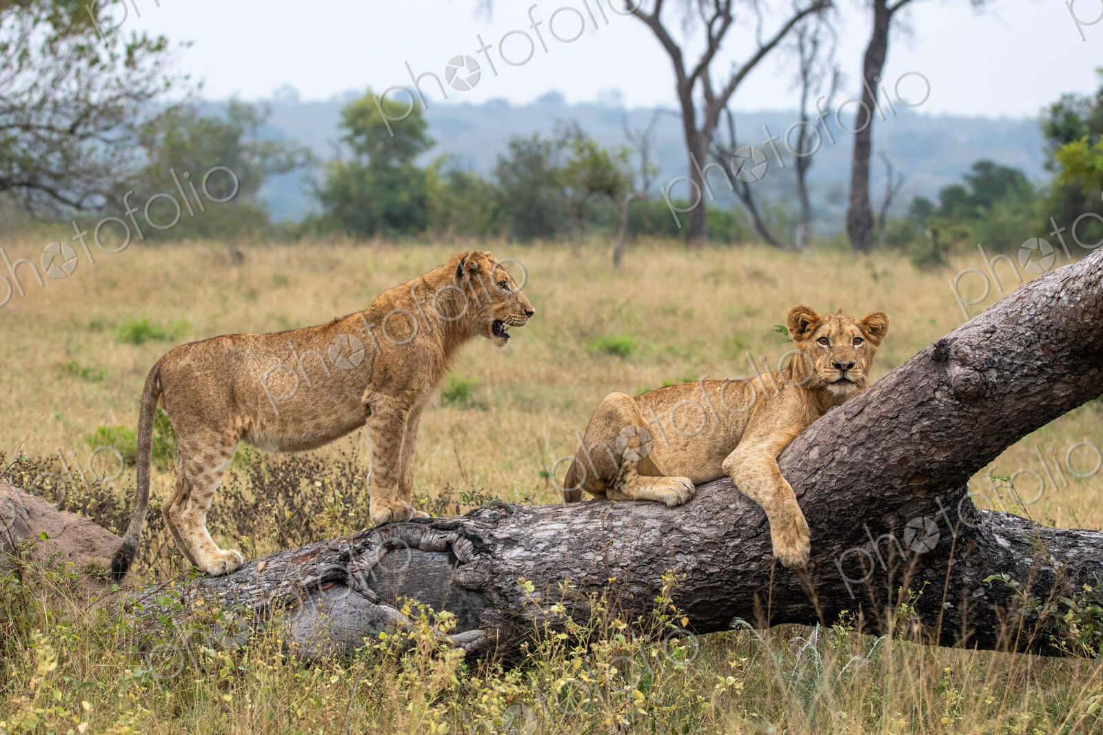 Two female lions, Panthera leo, on a fallen tree.