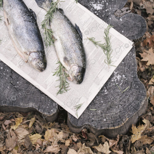 Two fish lying on a tree trunk. Two fish lying on a tree trunk.