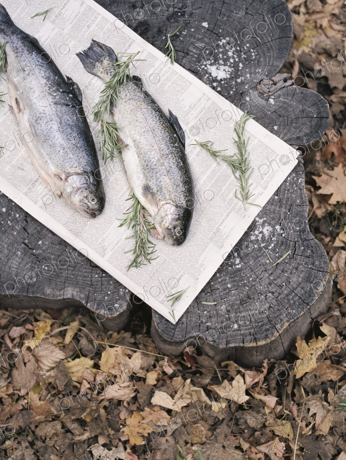 Two fish lying on a tree trunk.