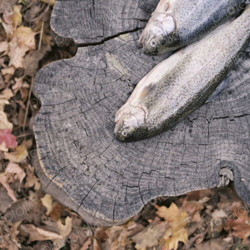 Two fish lying on a tree trunk.